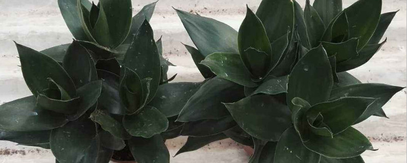 莲花竹怎样快速生根（莲花竹怎么生根）