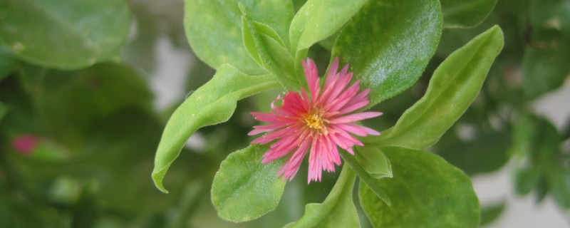 牡丹吊兰只长茎不长叶（牡丹吊兰只长茎不长叶子）