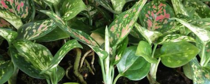 如意皇后如何移盆 如意皇后移盆后什么时候浇水