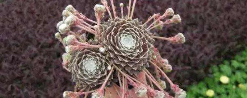 蛛丝卷绢缀化什么意思（蛛丝卷绢的花语）