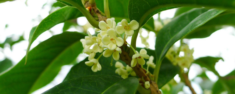 桂花树怎么养才长得好 盆栽四季桂花树怎么养才长得好