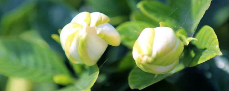 南方适合种什么花 南方种什么花四季常开