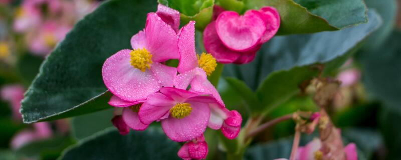 四季开花的盆栽（四季开花的盆栽花卉有哪些）