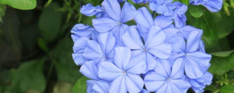 蓝雪花花期有多少时间（蓝雪花期是什么时候）