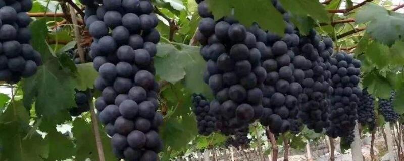 阳光玫瑰葡萄的功效（阳光玫瑰葡萄的功效会长胖吗）