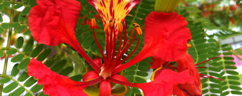 凤凰花的种子怎样种植 凤凰花的种子怎样种植视频