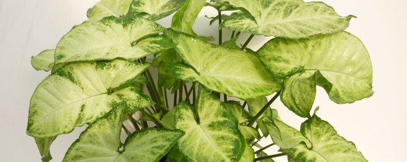 合果芋的功效与作用 合果芋的风水作用