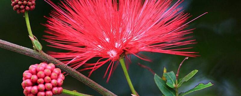 朱缨花和合欢花的区别（朱缨花和合欢花的区别是什么）