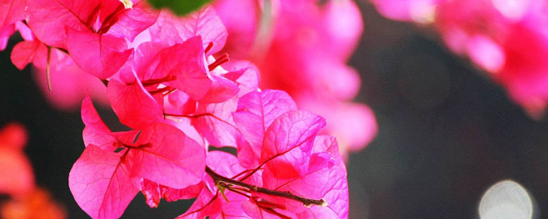 光叶子花怎么修剪（花光叶子怎么整）