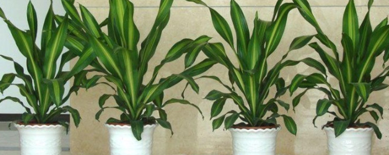 也门铁摆放禁忌 也门铁的风水禁忌