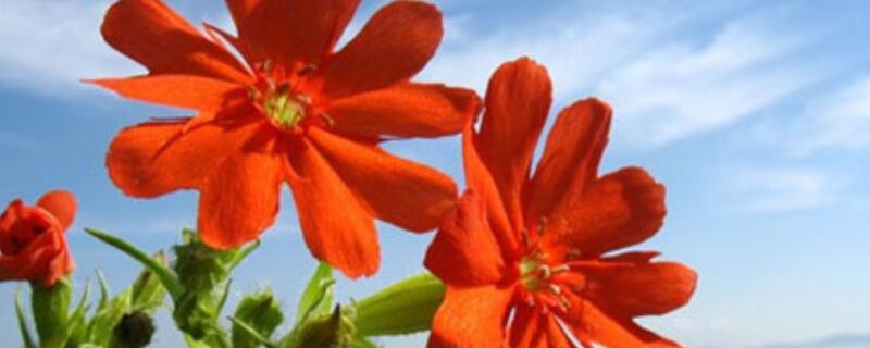 剪秋罗是什么花 剪秋罗是什么花的颜色和样子还有气味