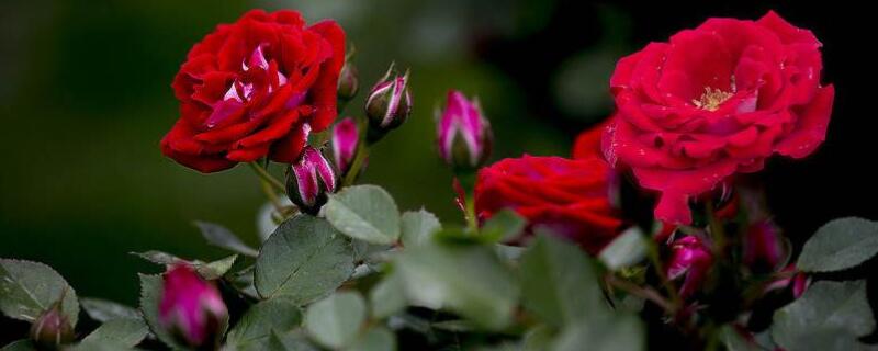 红花木香和蔷薇的区别（红木香花和蔷薇花有什么不同）