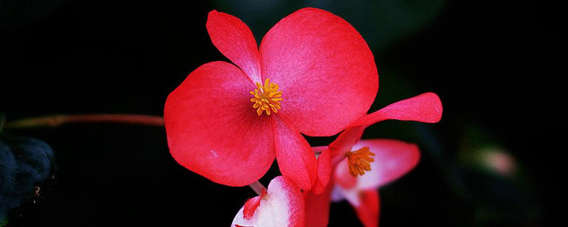 玻璃海棠爆盆方法 海棠怎么爆盆