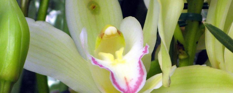 阿斯匹林适合浇什么样的花 阿斯匹林适合浇什么样的花