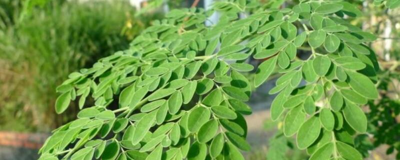 辣木籽树长什么样（辣木籽对男士性功能有帮助）