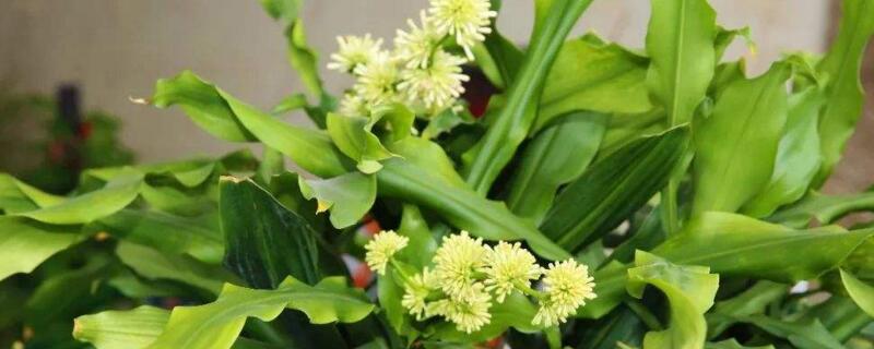 螺纹铁开花有毒吗 螺纹铁开花有什么寓意