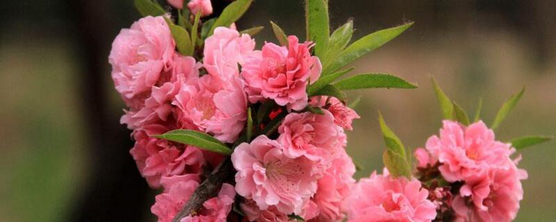碧桃与榆叶梅的区别（碧桃和榆叶梅哪个好看）