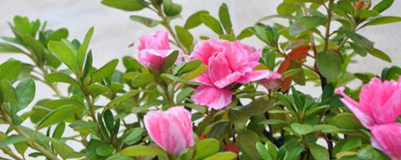 四季杜鹃花怎么浇水 四季杜鹃多久浇一次水