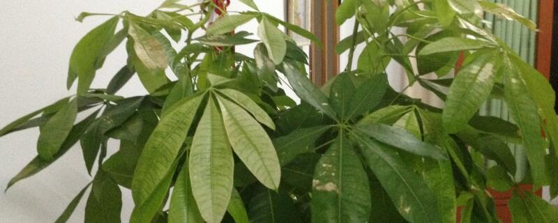 五片叶子的植物 五片叶子的植物叫什么