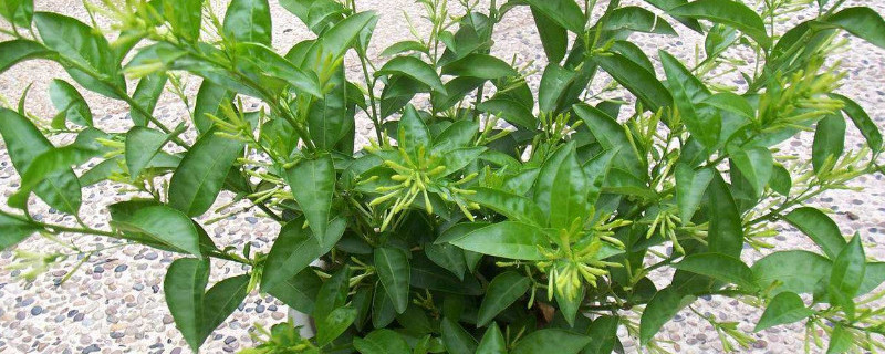 夜来香盆栽怎样修剪（夜来香盆栽怎样修剪才好看）