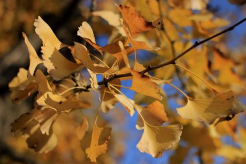 银杏叶长什么样子