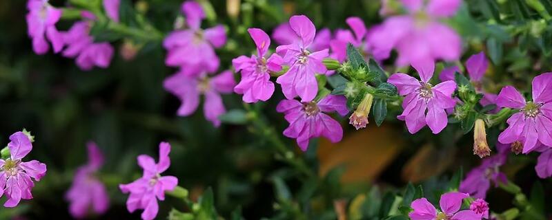 萼距花是满天星吗（细叶萼距花是满天星吗）