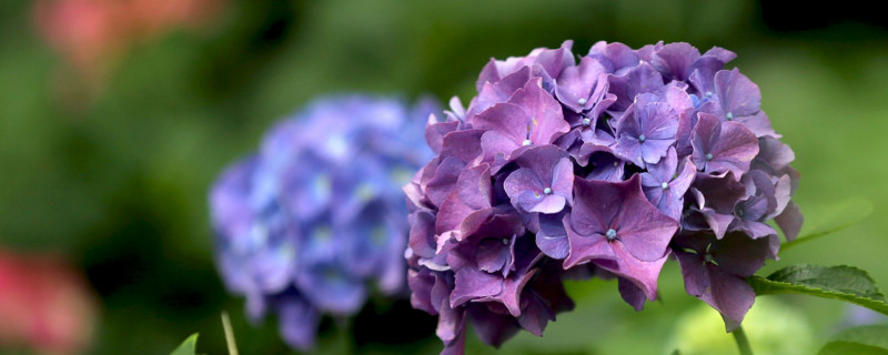 绣球冬天会冻死吗（绣球冬天会冻死吗）