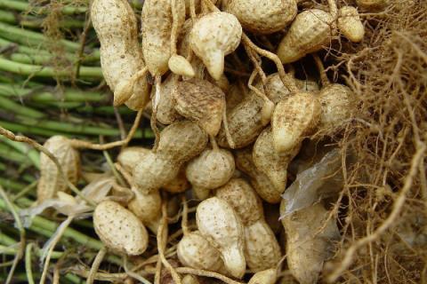 花生开花后多久成熟