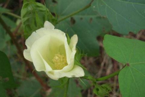 棉花的生长过程