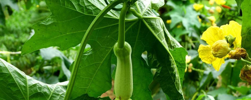 丝瓜怎样修枝（丝瓜如何修枝）