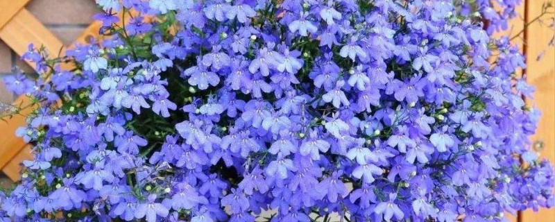 六倍利种子催芽 六倍利种子怎么催芽