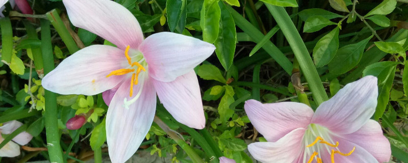 韭兰怎么换盆（韭兰怎么换盆视频教程）