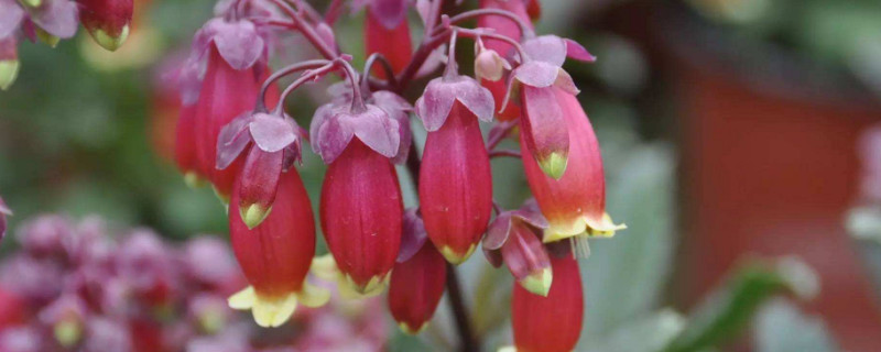 宫灯花怎么修剪 宫灯长寿花花后怎么修剪