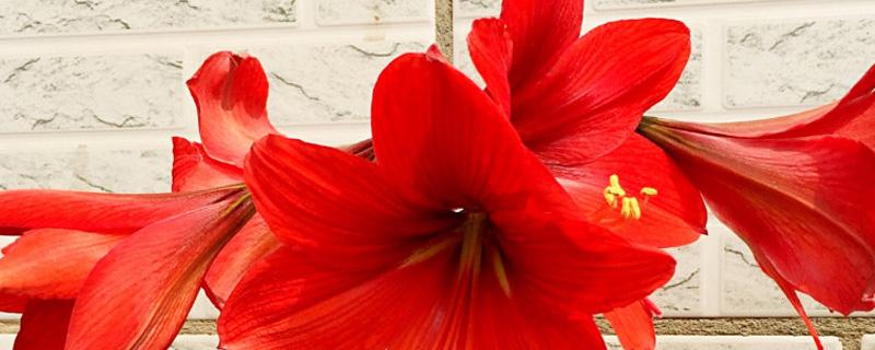 朱顶红什么时候换盆好（朱顶红什么时候剪叶子）