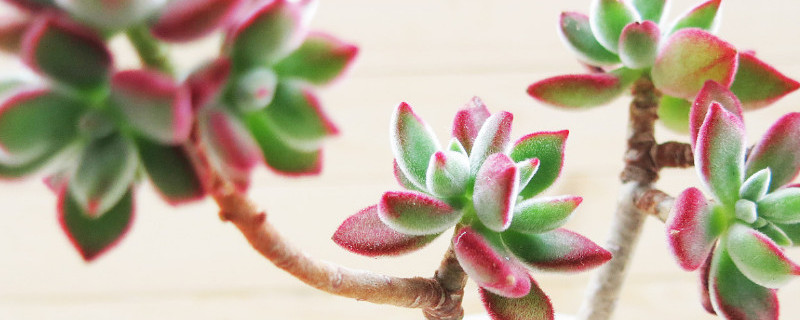 锦晃星如何长侧芽 锦晃星容易徒长吗