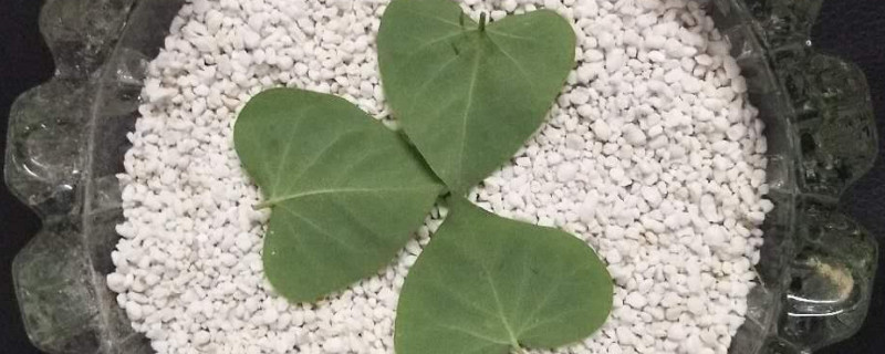 珍珠岩扦插技术（珍珠岩扦插技术要点）