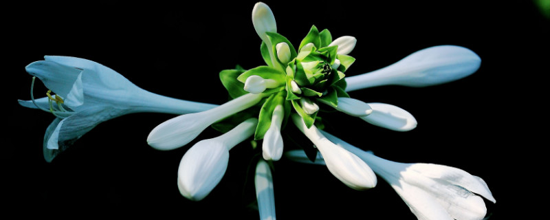 玉簪花后怎么修剪 玉簪花后怎么修剪枝条