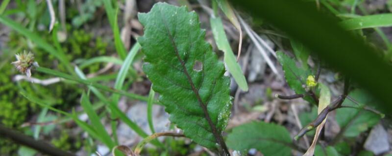 旱菜有什么功效 旱菜有什么功效作用