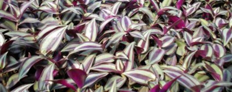 鸭拓草和鸭趾草一样吗 鸭拓草和鸭趾草一样吗