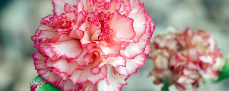 母亲过生日送什么花 母亲生日送什么花