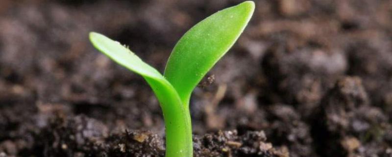 植物怎么传播种子的 植物传播种子的方法有哪些