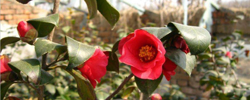 耐冬如何扦插养殖 耐冬如何扦插养殖兰花