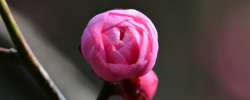 红梅什么时候开花 重庆红梅什么时候开花