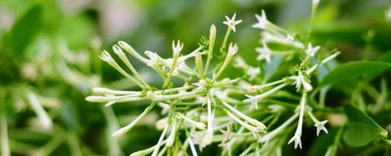 夜来香如何换盆土 夜来香如何换盆土壤