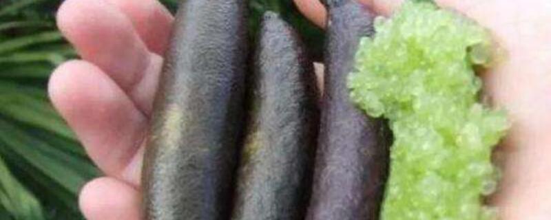 指橙几年挂果（指橙几年结果）