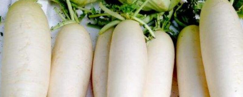 种白萝卜的正确方法（怎么种白萝卜）