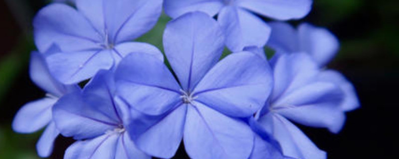 如何让蓝雪花颜色更深（怎样使蓝雪花更蓝）