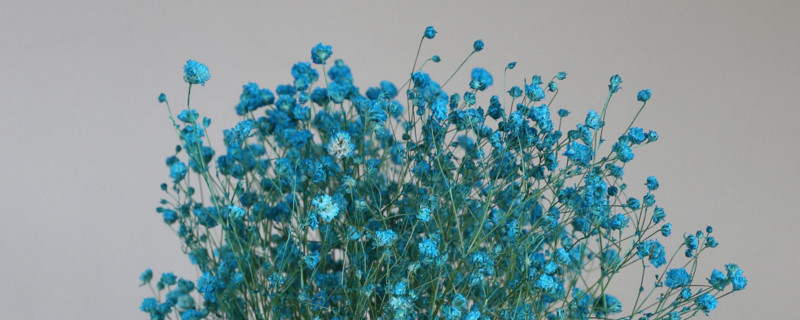 干花满天星如何制作 做干花的满天星是哪个品种