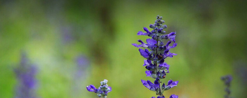 鼠尾草花语（蓝花楹）