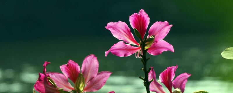 秋天种花注意什么（秋天养花应注意什么）